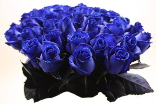 50 donker blauwe rozen boeket