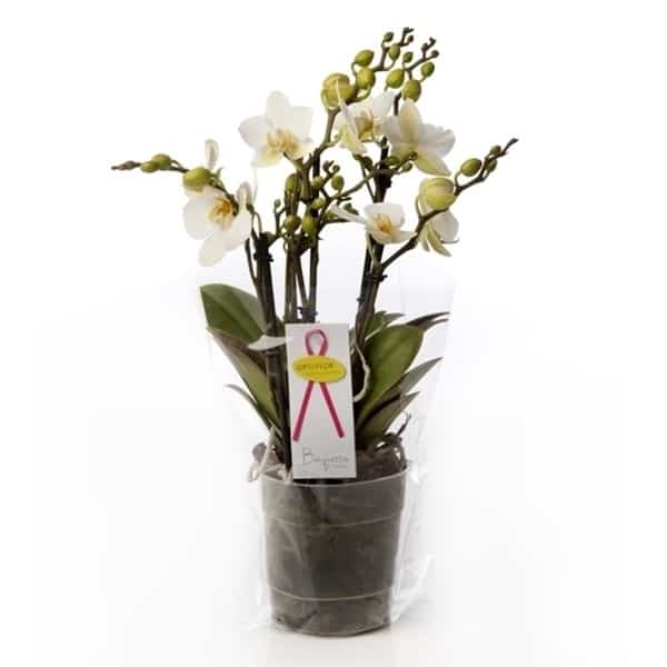 Beauty phalaenopsis plant