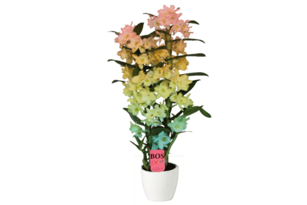 dendrobium orchidee plant regenboog