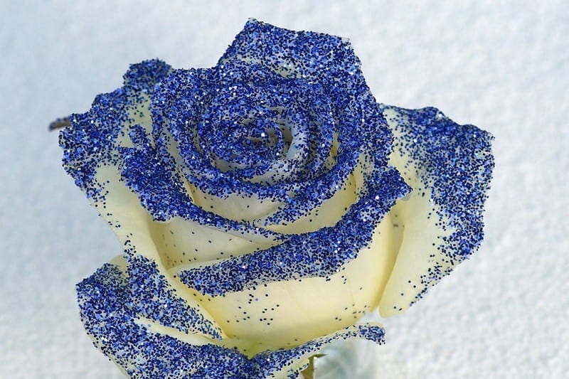Glitter blauwe roos