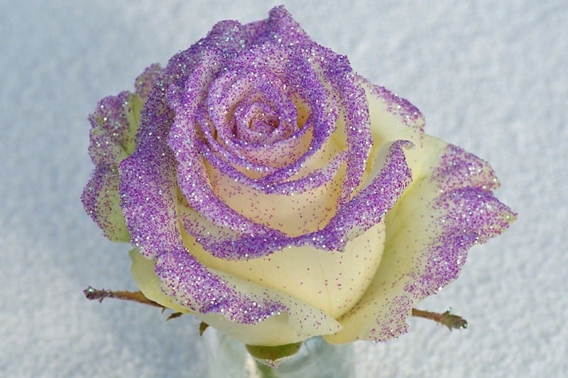 violet glitter roos