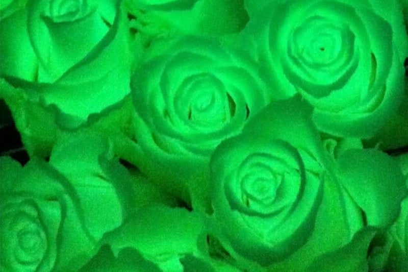 glow in de dark rozen