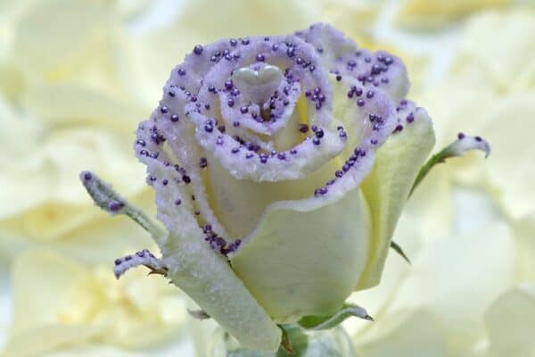 pearl violet liefde roos