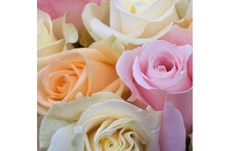 pastel rozen