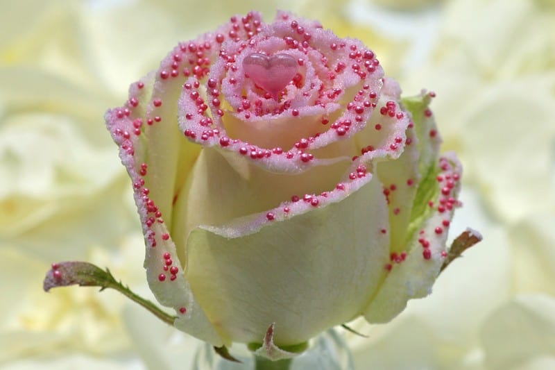 pearl love roos roze