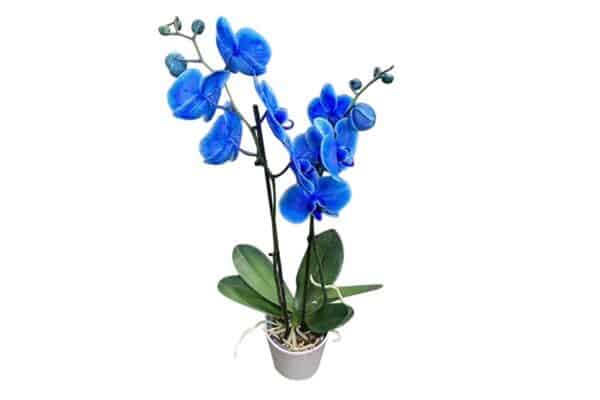 Blauwe phalaenopsis plant
