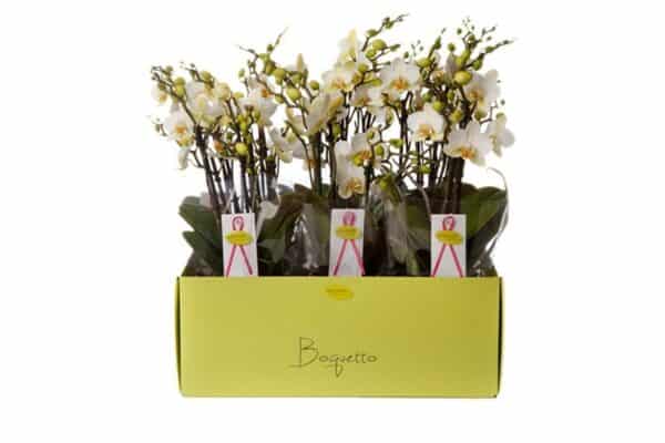 Boguetto beauty phalaenopsis plant
