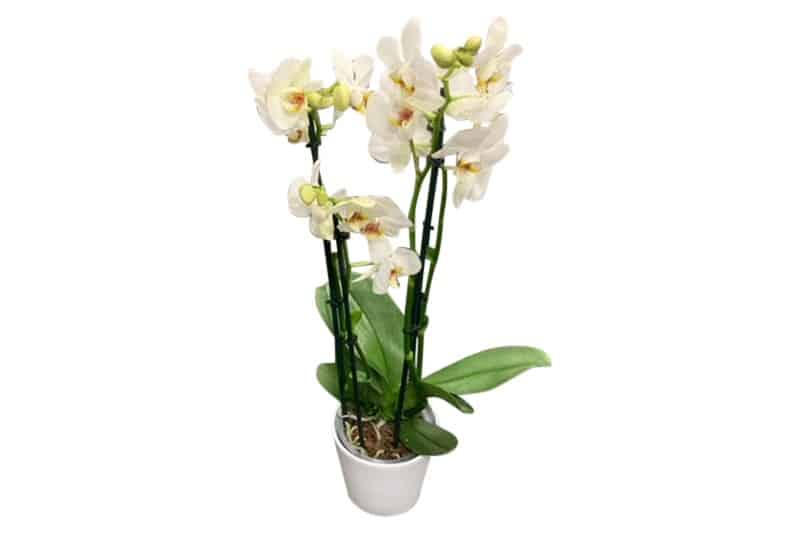 Phalaenopsis wit plant in pot