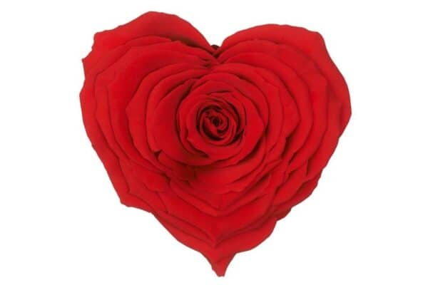 Rode roos in hartvorm