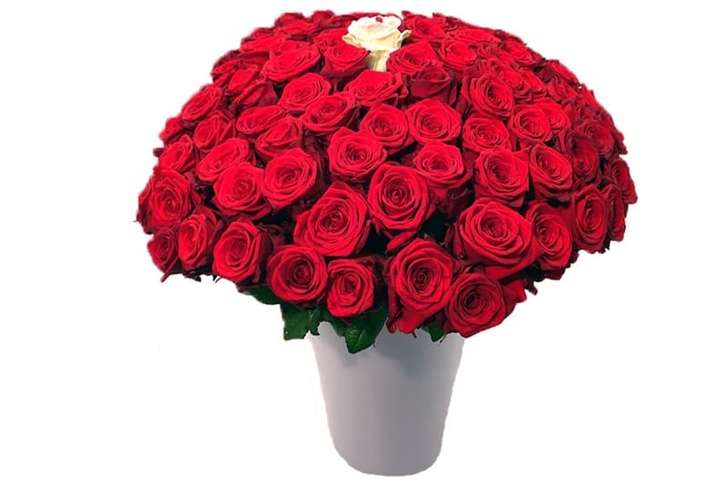 Red Naomi rode rozen 10 tot 100 stuks