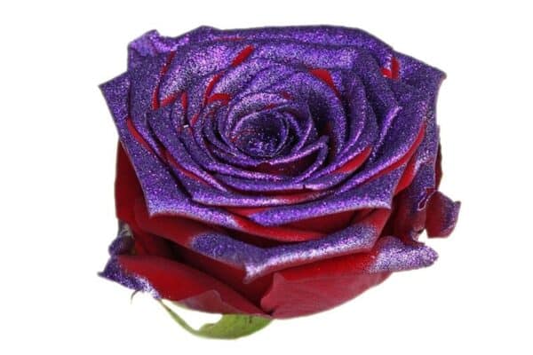 Rode rozen met paarse glitters