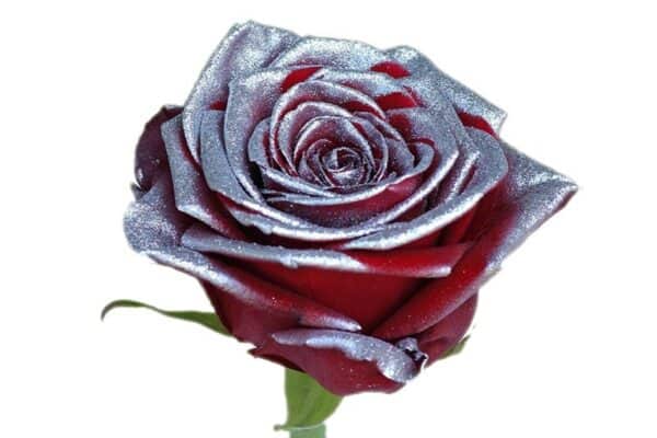 Rode roos met zilverkleurige glitters