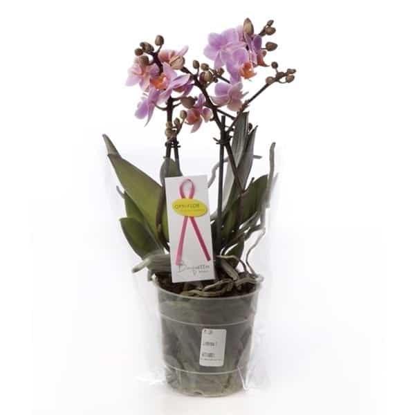 Romantico orchidee plant