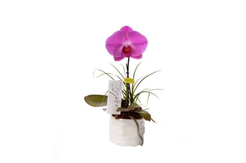 Singolo roze phalaenopsis