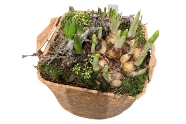 Kurk zak met narcissen en hyacinten
