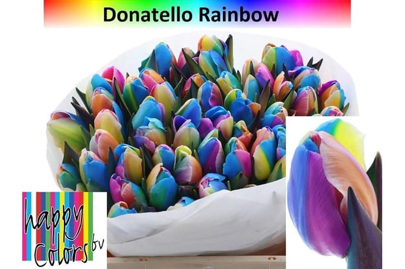 Tulp donatello rainbow