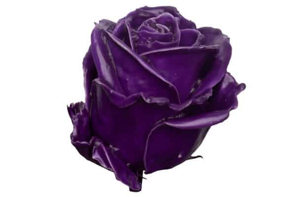 wax roos paars