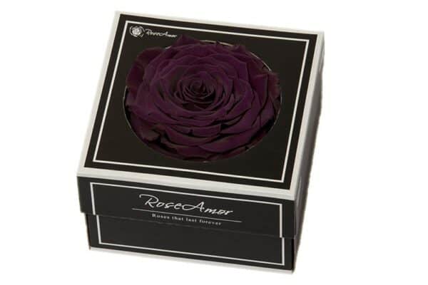 Geconserveerde paarse roos in cadeaubox